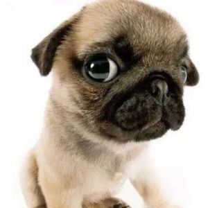 Meet your Posher, Phoenix